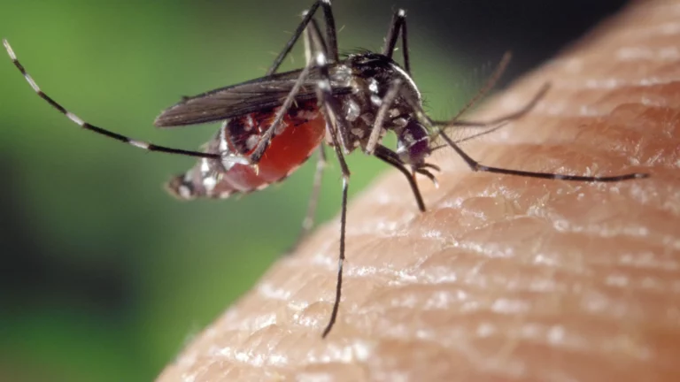 Chikungunya, dengue et Zika : la Métropole ne prend pas la mesure du danger 