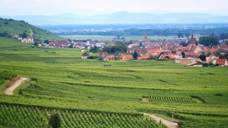 Les vignes empoisonnent leur voisinage : l’étude choc