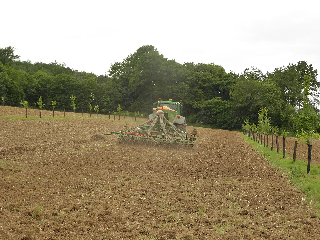 Agroforesterie intra-parcellaire dans la Sarthe : Cette technique améliore la fertilité des sols via l'apport de matière organique des feuilles et racines, réduit le lessivage des nitrates et l'érosion, tout en favorisant la biodiversité par des habitats diversifiés et la présence d'auxiliaires contre les ravageurs.