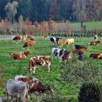 Vaches dans un pré.