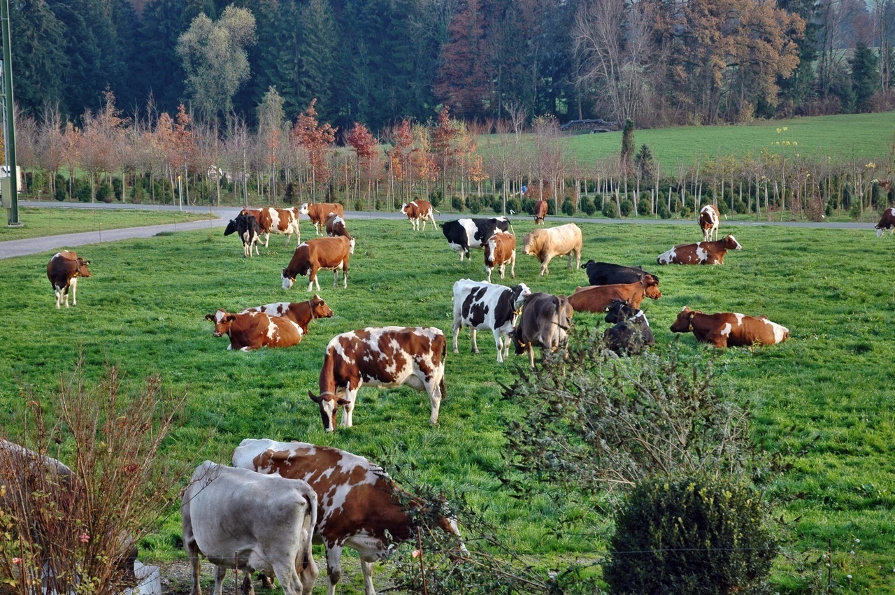 Vaches dans un pré.