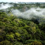 La foret Amazonienne