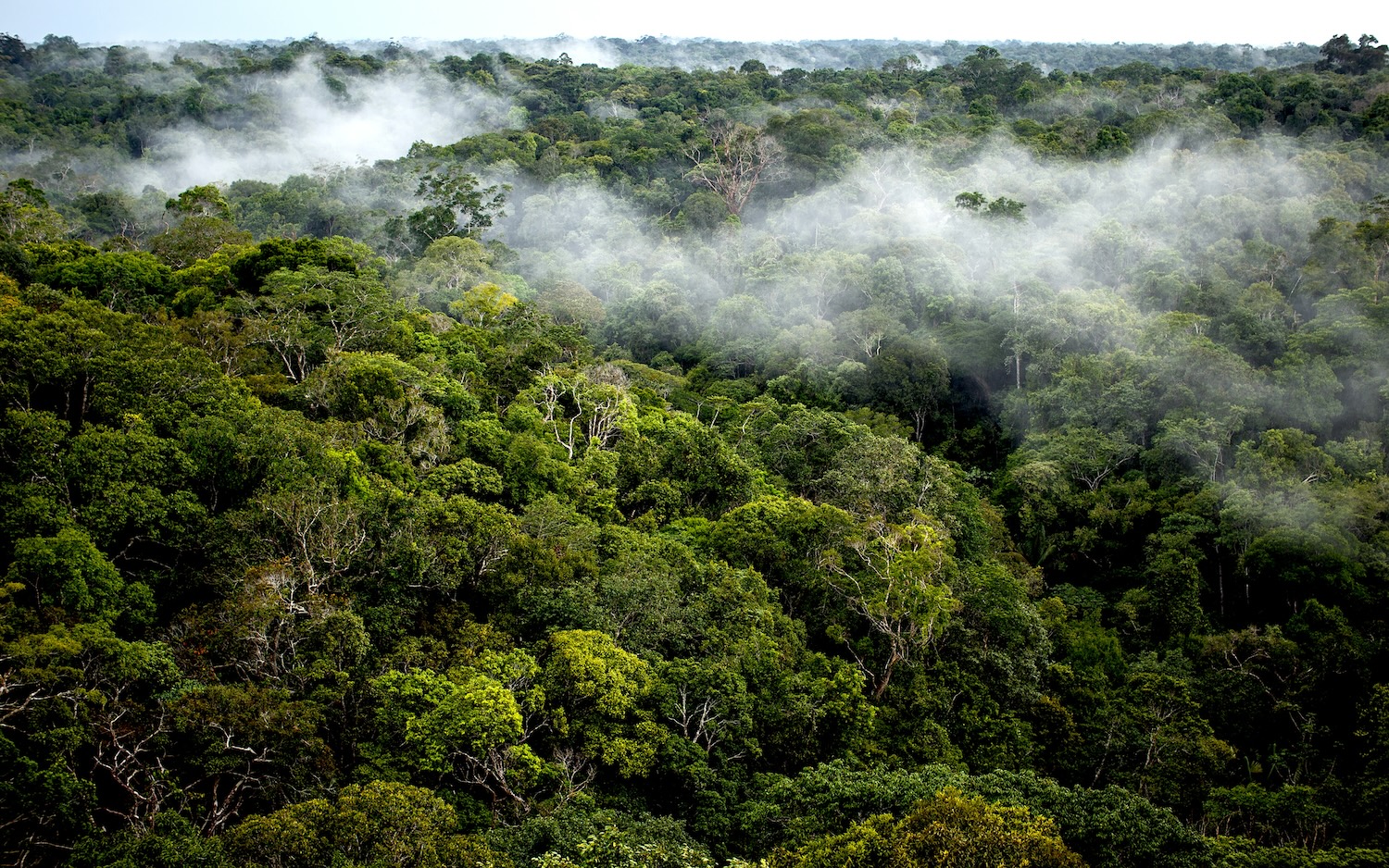 La foret Amazonienne