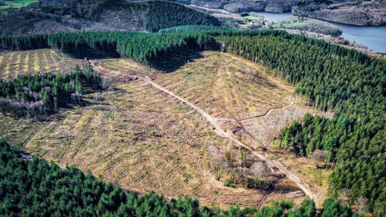 L’État en demande beaucoup trop aux forêts