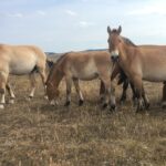 Chevaux de Przewalski en troupeau