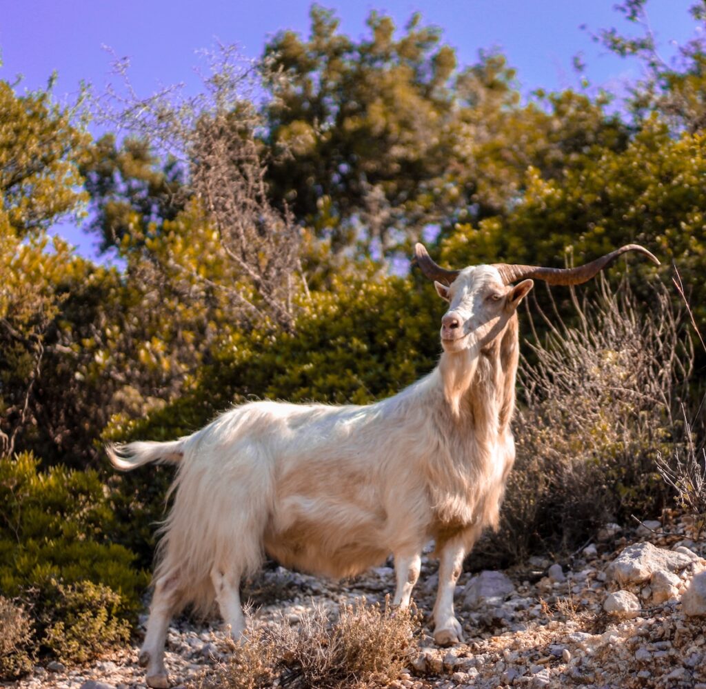 Chèvre en montagne