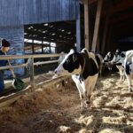 Élevage de vaches
