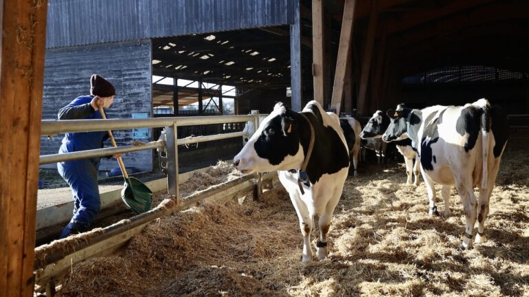 Climat : la Confédération paysanne accuse le modèle agricole de sacrifier les petites fermes